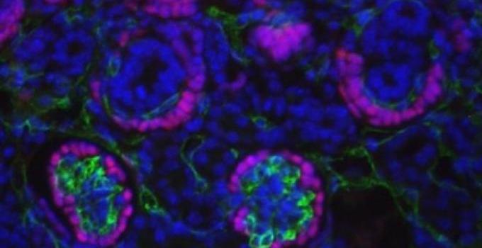 Immunostaining of a developing mouse kidney with markers for podocytes and progenitors (Wt1, red), blood vessels (Endomucin, green) and nuclei of cells (dapi, blue).